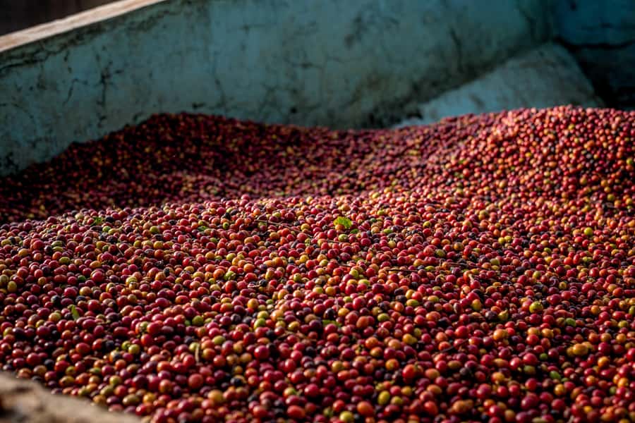 Nairobi: Guided Coffee Farm Tour with Tastings - Picking, processing, and the road to a finished bean