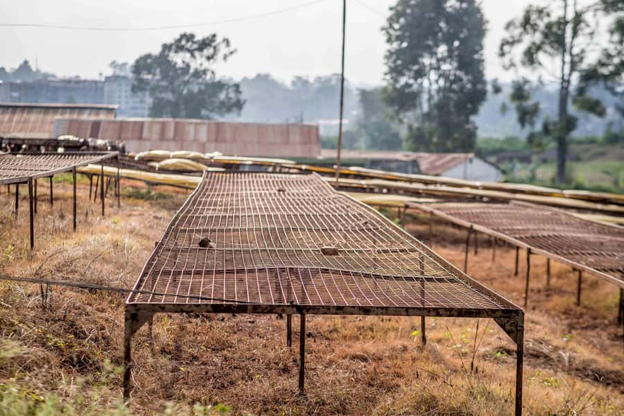 Nairobi: Guided Coffee Farm Tour with Tastings - Why Patrick matters to the overall experience