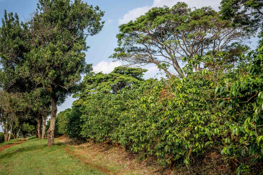 Nairobi: Guided Coffee Farm Tour with Tastings - Who should book this Nairobi coffee experience?