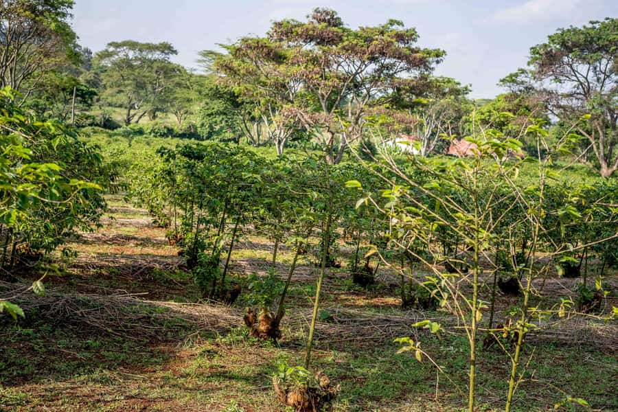 Nairobi: Guided Coffee Farm Tour with Tastings - Walking through the plants and varieties