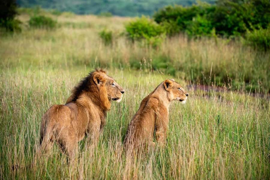 Nairobi: Half-Day Game Drive at Nairobi National Park - Key points at a glance
