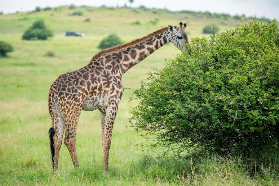 Nairobi: Half-Day Game Drive at Nairobi National Park - Why Nairobi National Park works for a half-day