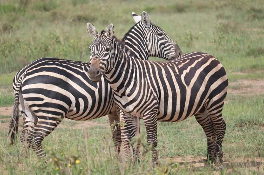Nairobi: Half-Day Game Drive at Nairobi National Park - Pickup, the first 30 minutes, and getting oriented
