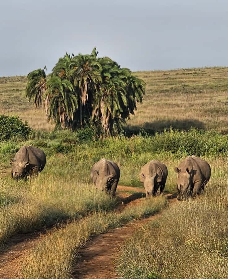 Nairobi: Half-Day Game Drive at Nairobi National Park - Monkeys at the entrance and the four-hour game drive