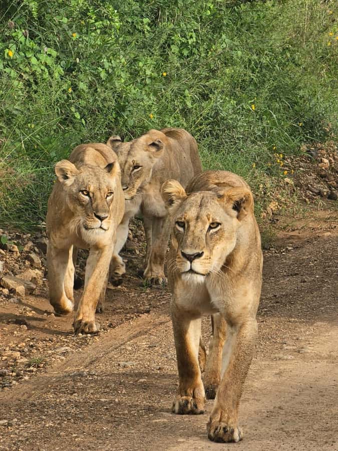 Nairobi: Half-Day Game Drive at Nairobi National Park - What each animal sighting can mean for you