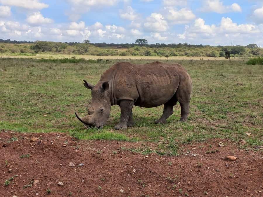 Nairobi: Half-Day Game Drive at Nairobi National Park - The 30-minute Kazuri Beads Factory stop