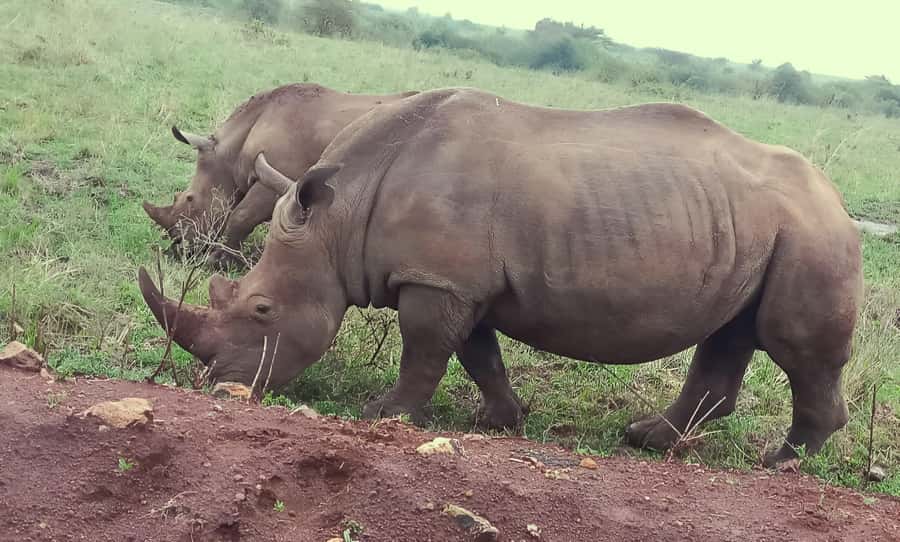 Nairobi: Half-Day Game Drive at Nairobi National Park - Price, park entry, and what the package really includes