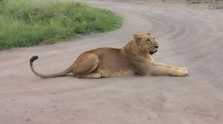 Nairobi: Half-Day Game Drive at Nairobi National Park - Who should book this game drive?