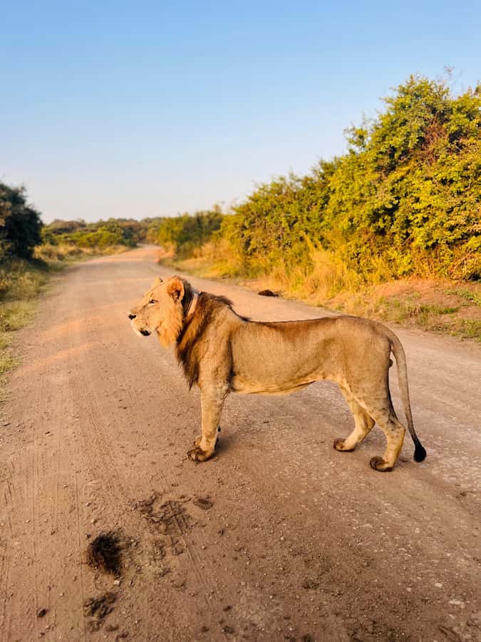 Nairobi: Half-Day Game Drive at Nairobi National Park - The open-roof van makes the difference