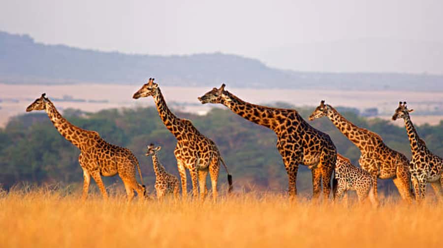 Nairobi: Half-Day Nairobi National Park Private Safari - Key points to know before booking