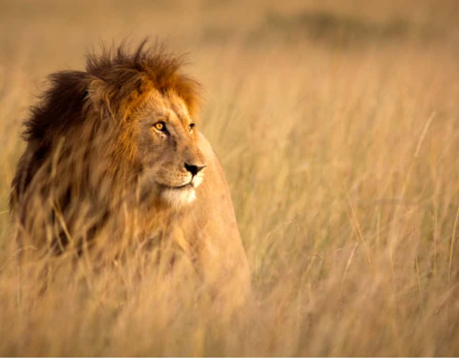 Nairobi: Half-Day Nairobi National Park Private Safari - Why Nairobi National Park feels different
