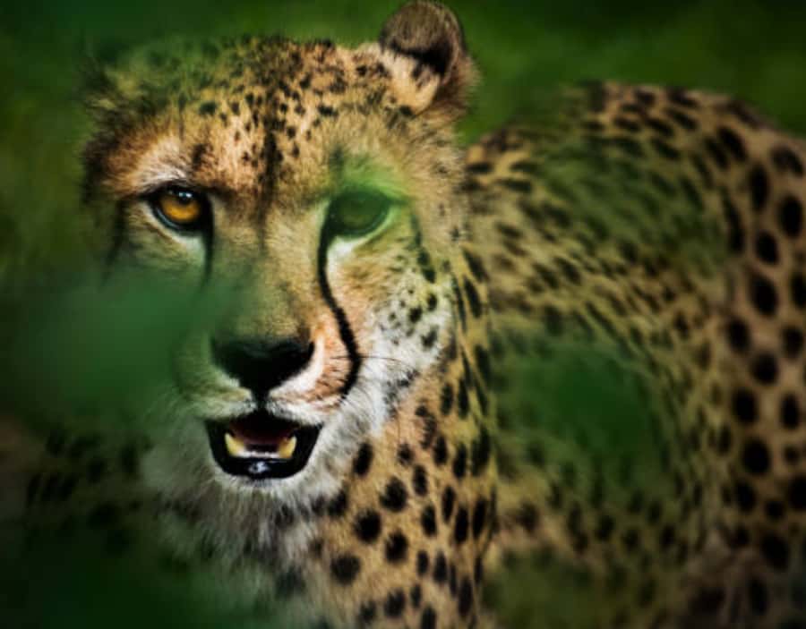 Nairobi: Half-Day Nairobi National Park Private Safari - Four to five hours among Nairobi’s wildlife