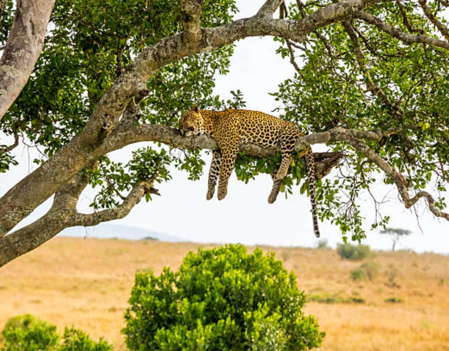 Nairobi: Half-Day Nairobi National Park Private Safari - What the $130 price really means