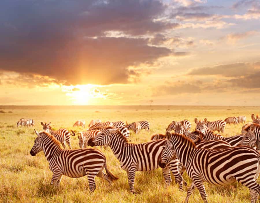 Nairobi: Half-Day Nairobi National Park Private Safari - Practical ways to get more from the five hours