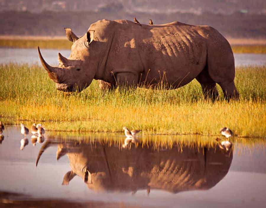 Nairobi: Half-Day Nairobi National Park Private Safari - Starting from your hotel or the airport