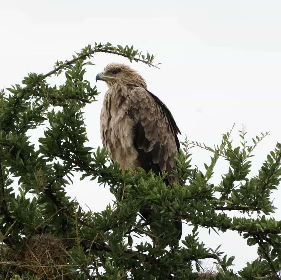 Nairobi: Hell's Gate National Park and Lake Naivasha Tour - Why this day trip works from Nairobi