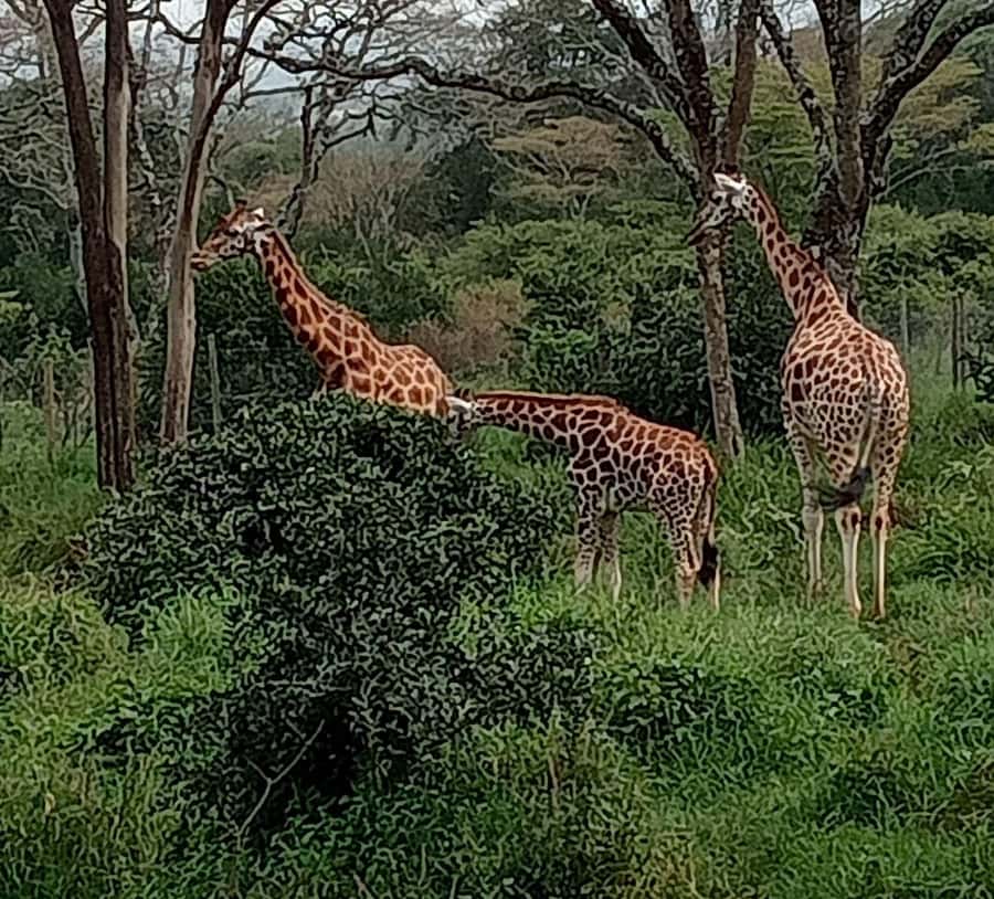 Nairobi: Hell's Gate National Park and Lake Naivasha Tour - Cycling into Hell’s Gate National Park