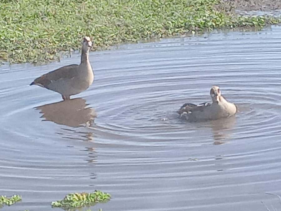 Nairobi: Hell's Gate National Park and Lake Naivasha Tour - Wildlife beside the bicycle route