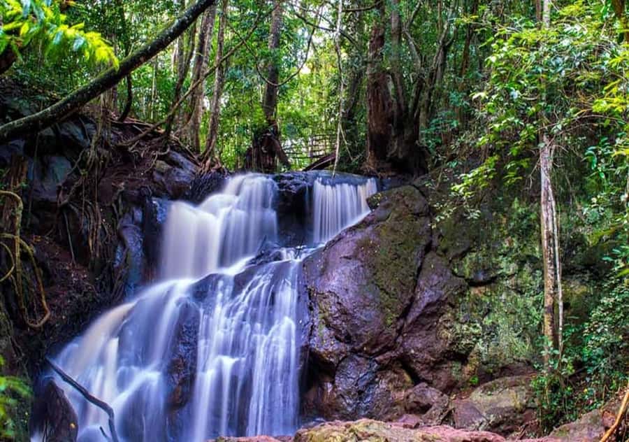 Nairobi: Hidden Waterfalls Hike & Forest Picnic in Karura - Why Karura Forest makes such a good Nairobi break