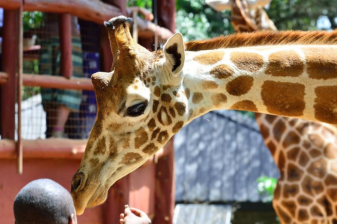 Nairobi Highlights: Karen Blixen, Beads Factory & Giraffe Center Day Tour - A useful Nairobi introduction in six hours
