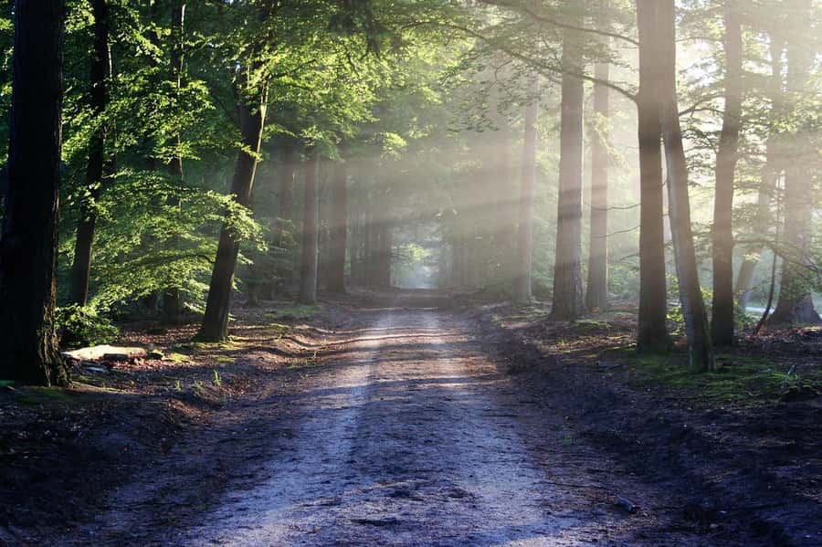 Nairobi: Karura Forest Guided Walking Tour - Why Karura Forest makes a fine city escape