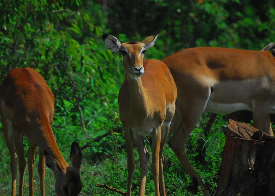 Nairobi: Karura Forest Guided Walking Tour - A three-hour walk through Karura’s quieter side