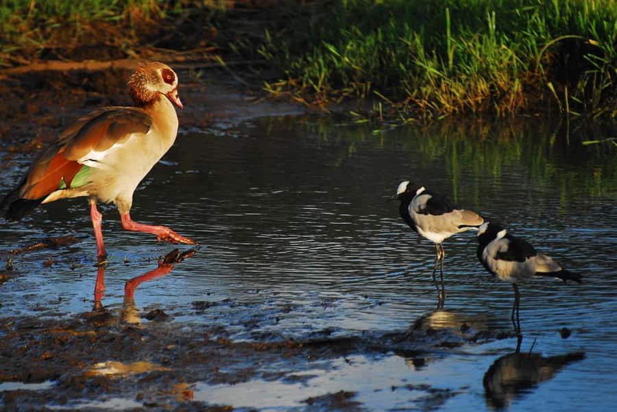 Nairobi: Karura Forest Guided Walking Tour - Waterfalls, streams, bamboo, and monkeys