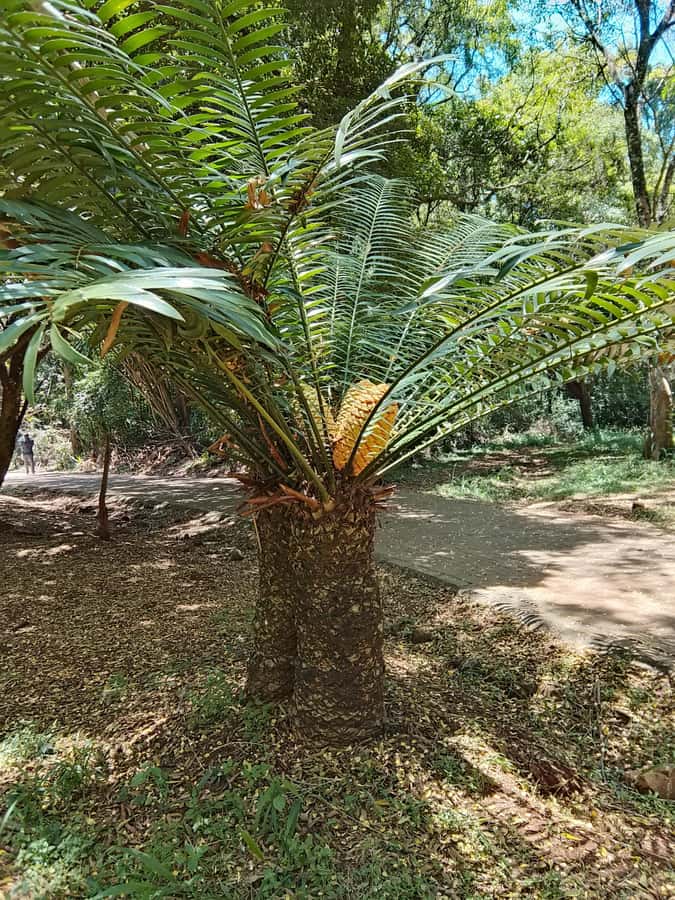 Nairobi: Karura Forest Guided Walking Tour - What the $51 price buys you
