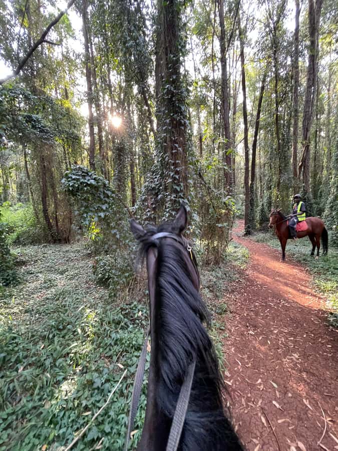 Nairobi: Karura Forest Horseback Riding Tour - Why horseback riding changes Karura Forest
