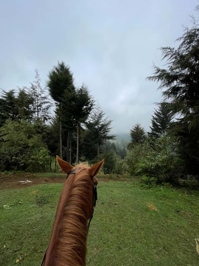 Nairobi: Karura Forest Horseback Riding Tour - Horse care and equipment