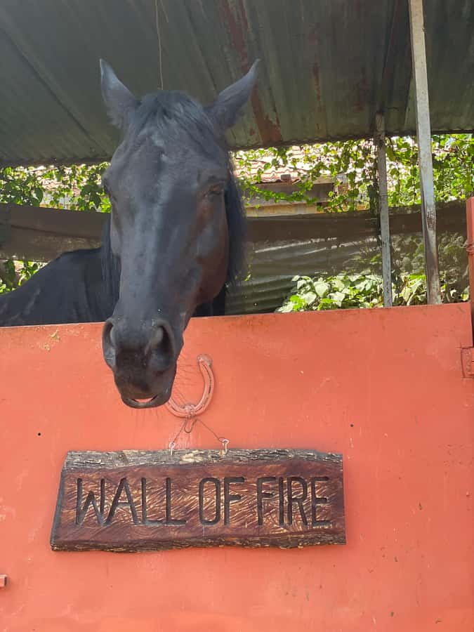 Nairobi: Karura Forest Horseback Riding Tour - Weather, pace, and the feel of the ride