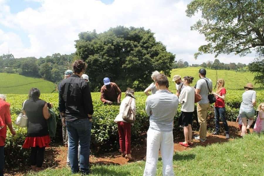 Nairobi: Kiambethu Tea Farm Day Tour with Lunch - From Nairobi to Limuru at 11:00 AM