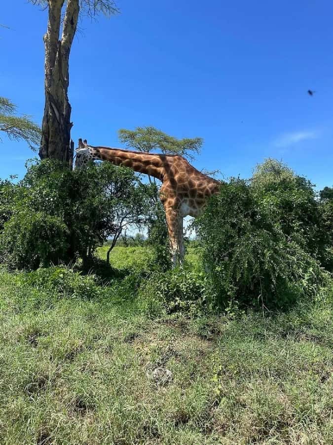Nairobi: Lake Nakuru Park and Lake Naivasha Boat Ride - How the guiding style affects your day