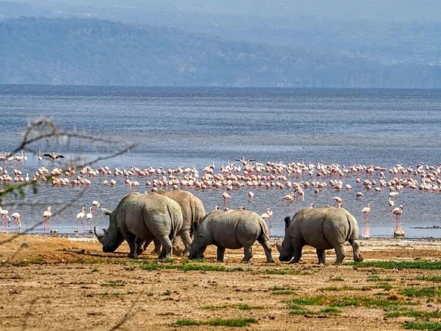 Nairobi: Lake Nakuru Park and Lake Naivasha Boat Ride - Entering Lake Nakuru National Park