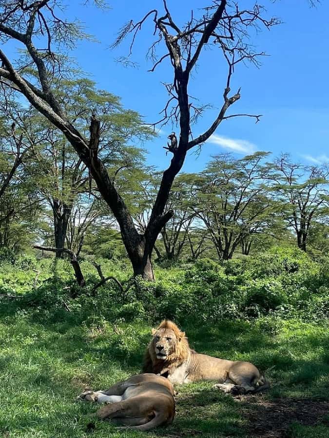 Nairobi: Lake Nakuru Park and Lake Naivasha Boat Ride - Birdlife around Lake Nakuru