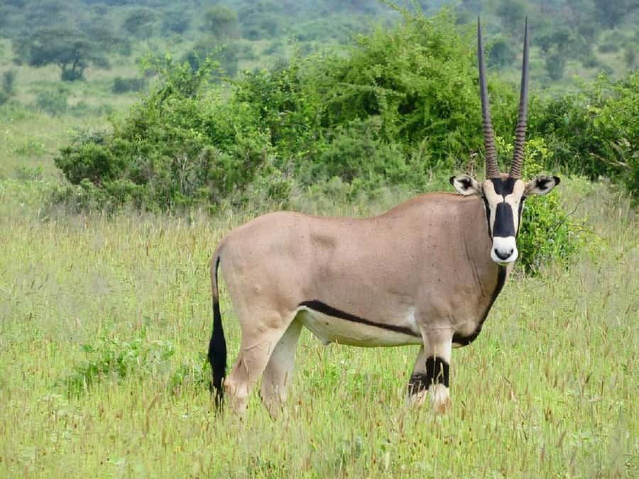 Nairobi: Lake Nakuru Park and Lake Naivasha Boat Ride - Picnic lunch, with one important cost detail