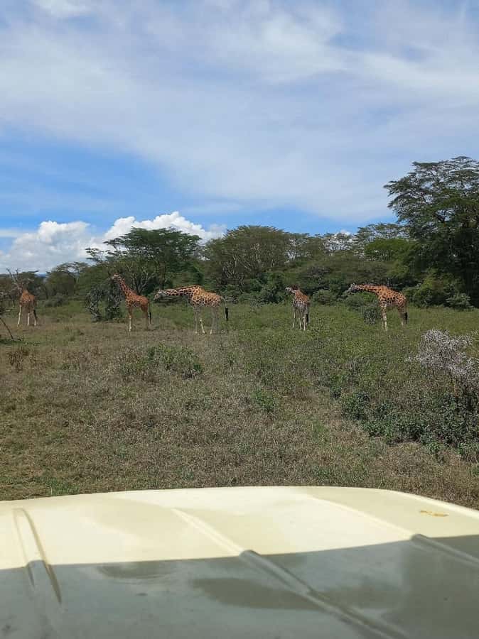 Nairobi: Lake Nakuru Park and Lake Naivasha Boat Ride - Lake Naivasha and the boat ride question