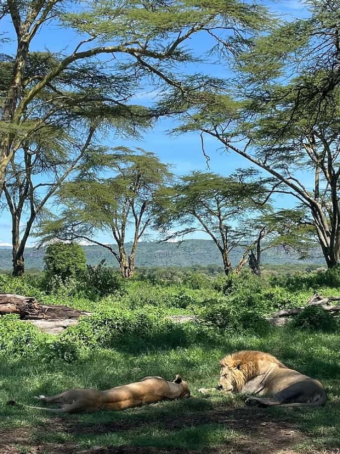 Nairobi: Lake Nakuru Park and Lake Naivasha Boat Ride - What the $153 price really covers
