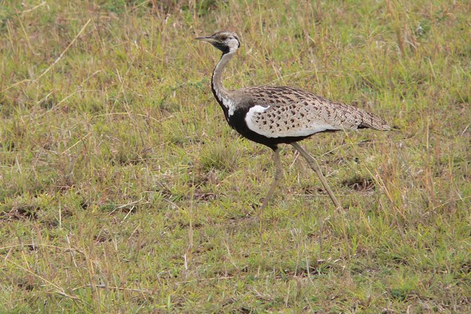 Nairobi layover - Why Nairobi National Park works for a layover
