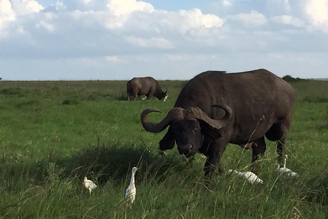Nairobi layover - Who will get the most from this tour