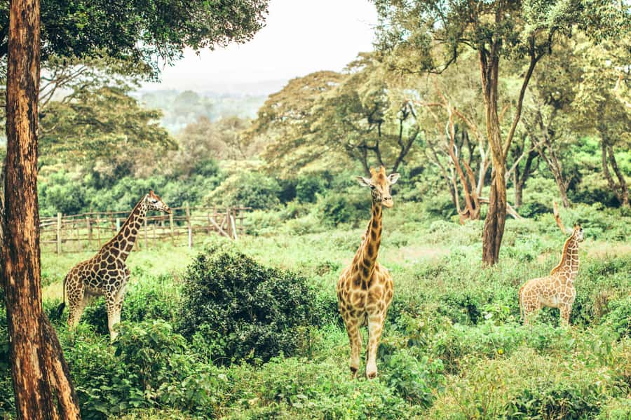 Nairobi Layover to Nairobi National Park - Key Points at a Glance