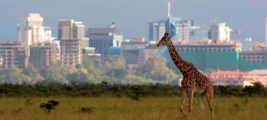 Nairobi Layover to Nairobi National Park - Why Nairobi National Park Works for a Layover