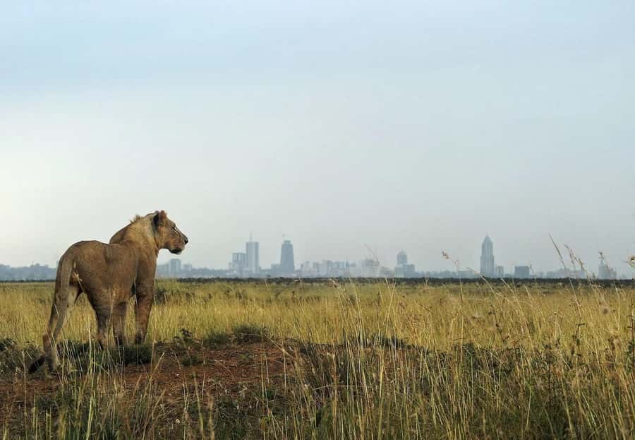 Nairobi Layover to Nairobi National Park - Meeting Your Driver at Nairobi Airport