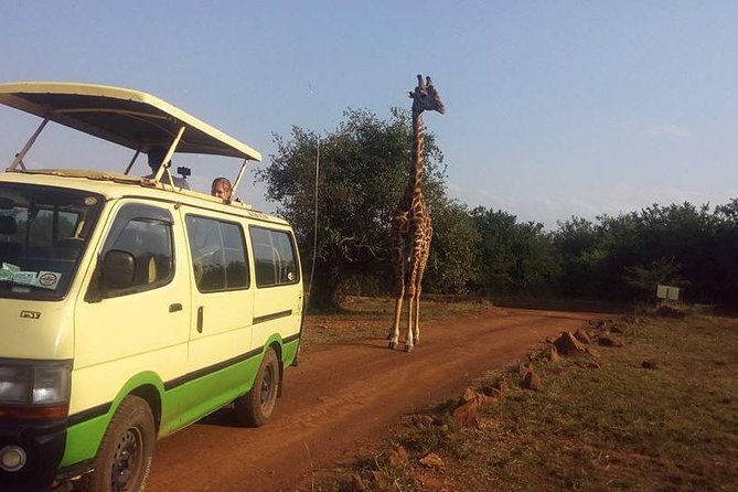 Nairobi Morning Safari/elephant Orphanage/giraffe Centre - Reaching the baby elephants before 11 a.m.
