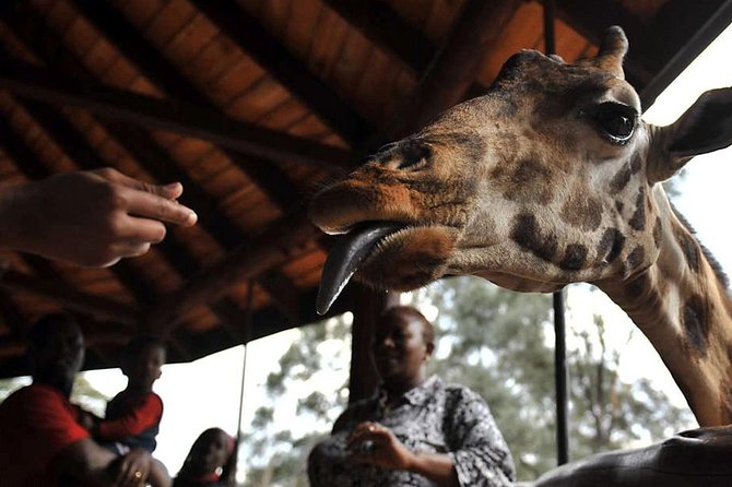 Nairobi Morning Safari/elephant Orphanage/giraffe Centre - The Giraffe Centre gives the day a different rhythm
