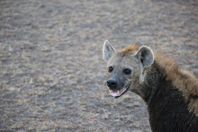 Nairobi Morning Safari/elephant Orphanage/giraffe Centre - What the $86.40 price really covers