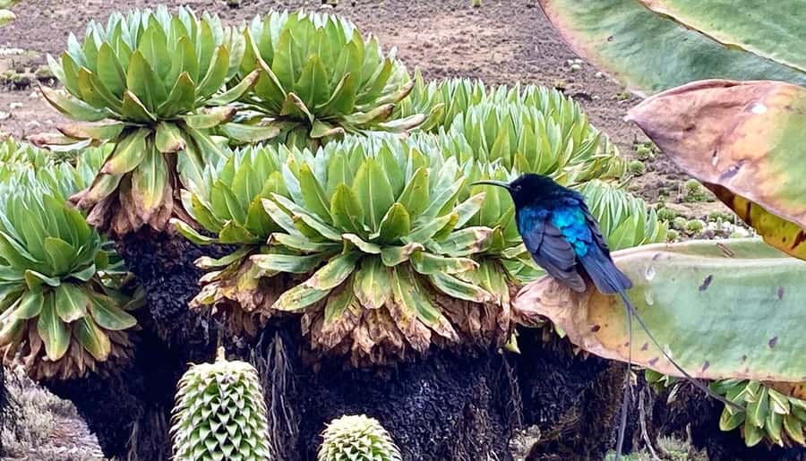 Nairobi: Mount Kenya Day Hike with Lunch - Forest, bamboo, rosewood, and heather on the climb
