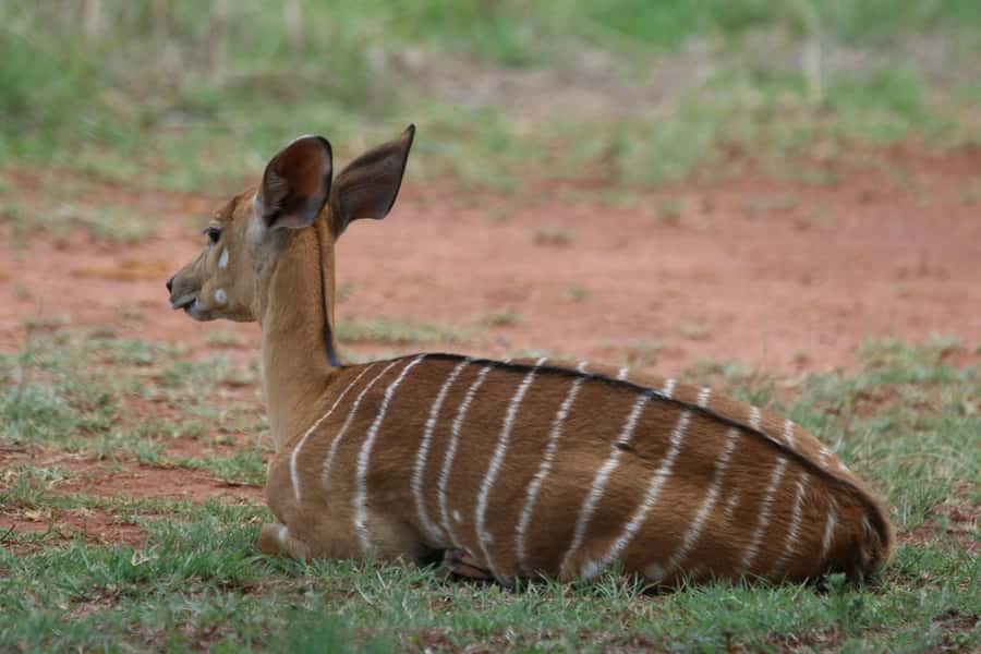 Nairobi : Nairobi National Park: 5- hours Guided Game Drive - Five things to know before you go