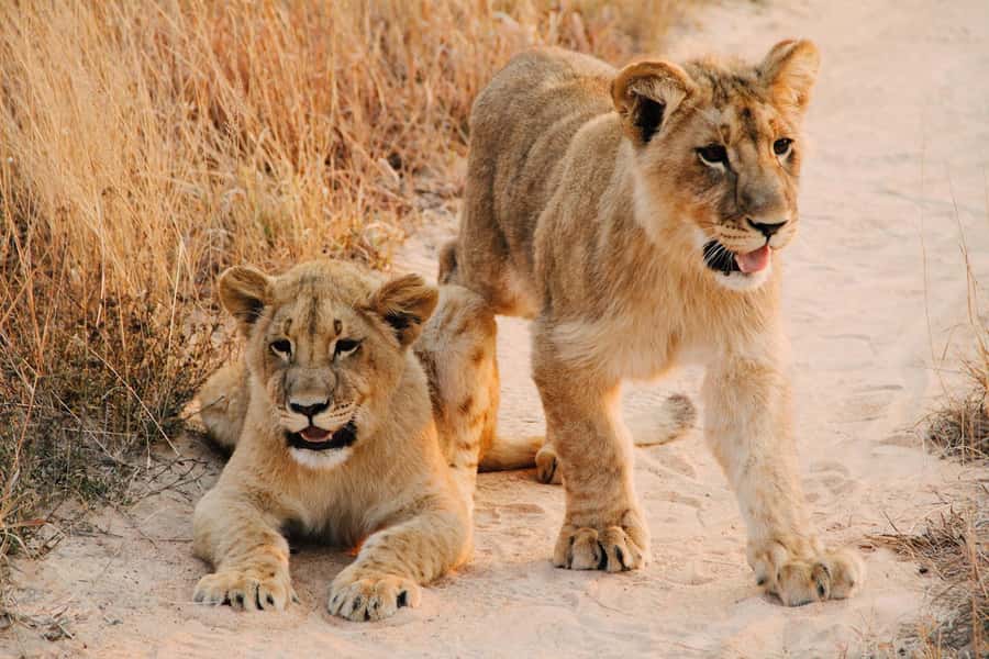 Nairobi : Nairobi National Park: 5- hours Guided Game Drive - Why Nairobi National Park makes sense for a short visit