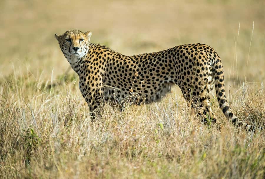 Nairobi : Nairobi National Park: 5- hours Guided Game Drive - Four hours inside the park